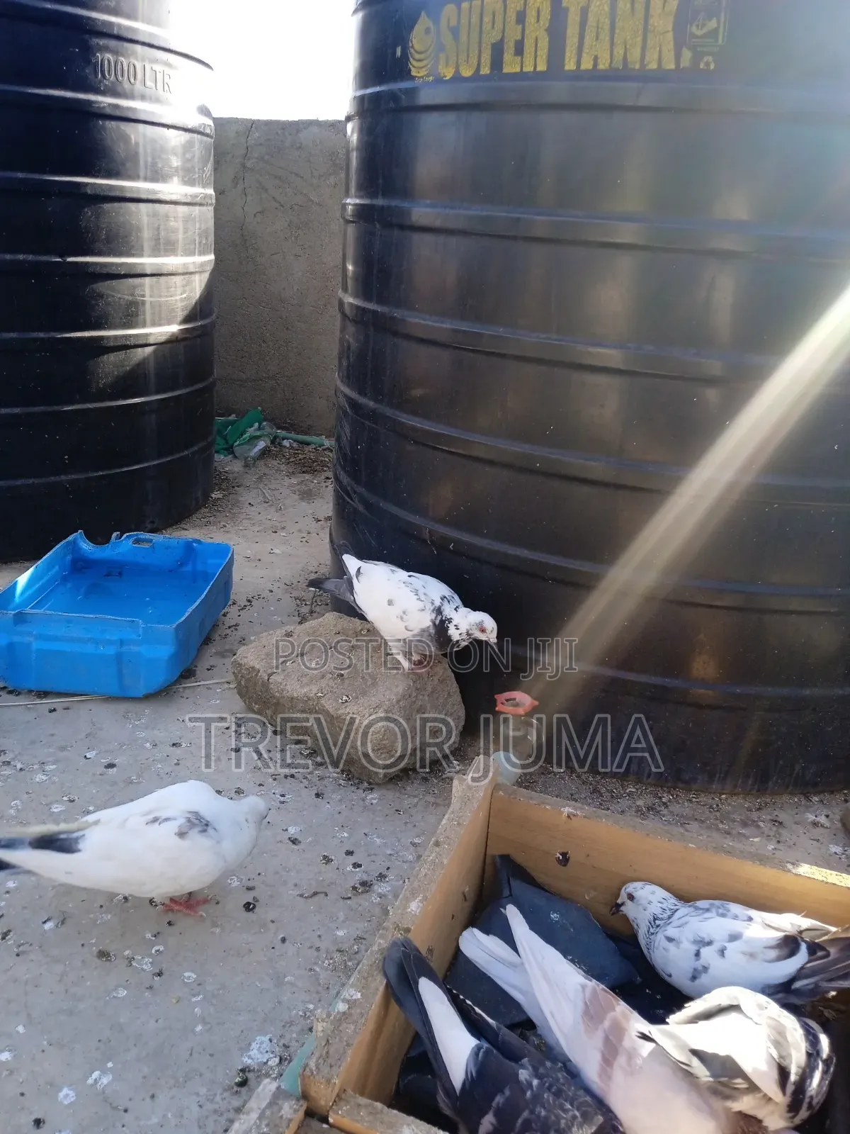 Fancy Pigeons