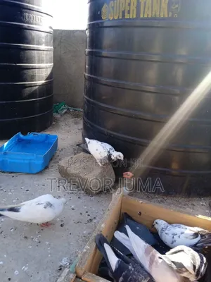 Fancy Pigeons