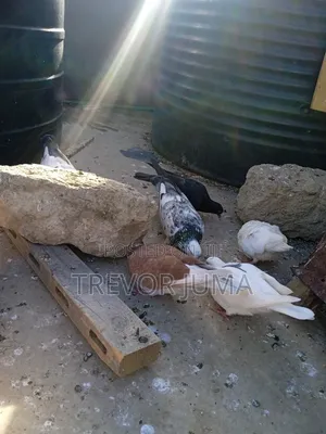 Fancy Pigeons