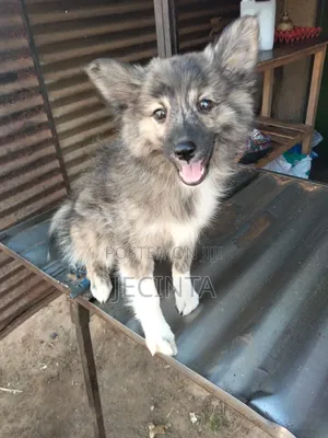 1-3 months Male Purebred Japanese Spitz