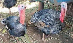Turkeys on Sale