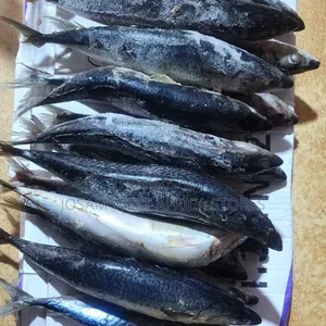 Titus,ice/Mackerel Fish