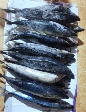 Titus,ice/Mackerel Fish