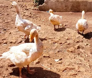 Geese on Sale