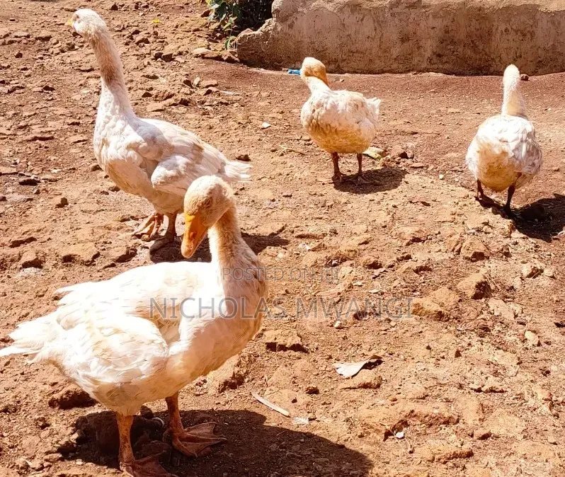 Geese on Sale
