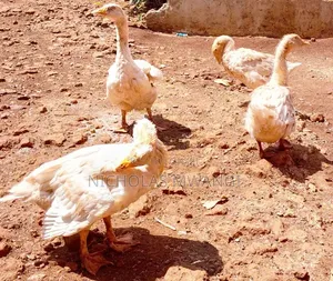 Geese on Sale