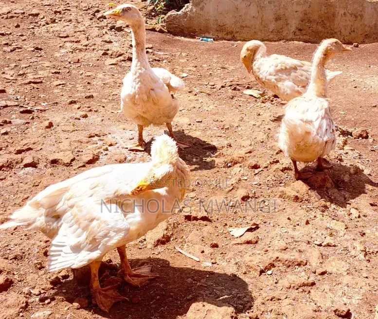 Geese on Sale