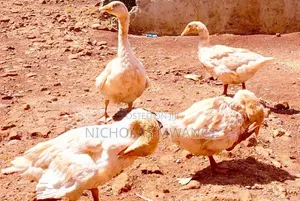 Geese on Sale