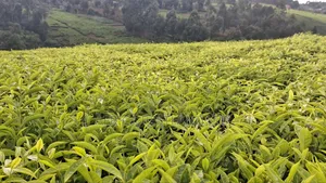 9 Acres Tea Farm for Sale in Gitiha Mathanja, Kiambu – H 3.5M Per Acre