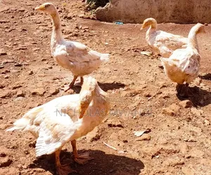 Geese on Sale