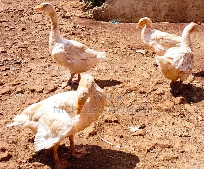 Geese on Sale