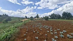 1.5 Acres Prime Agricultural Land for Sale in Gitiha Mathanja,