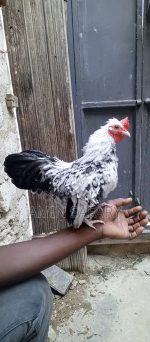 Serema Chicken