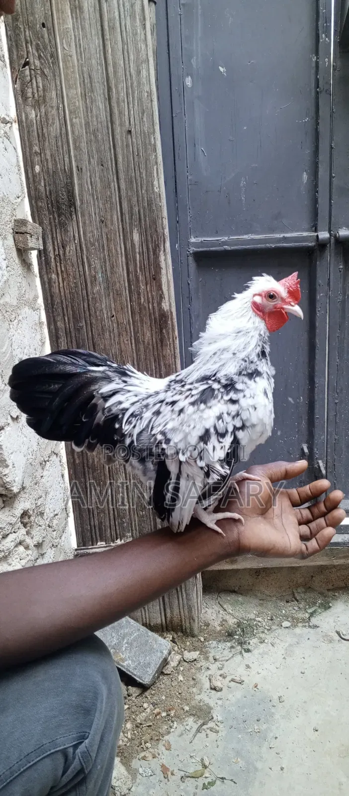 Serema Chicken