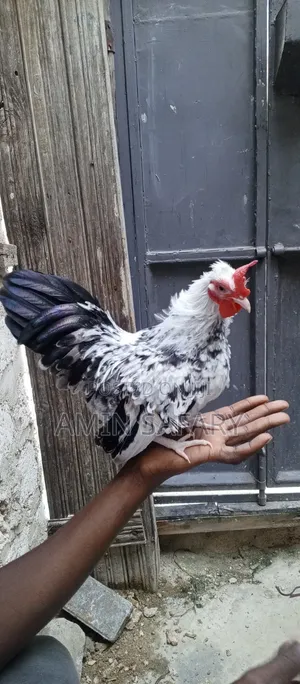 Serema Chicken