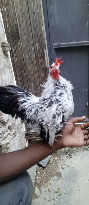 Serema Chicken