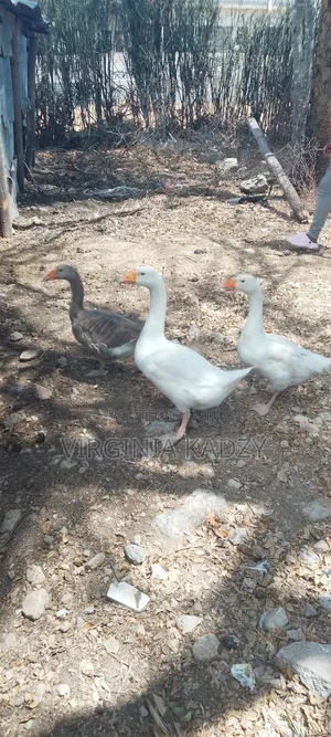 Home Geese