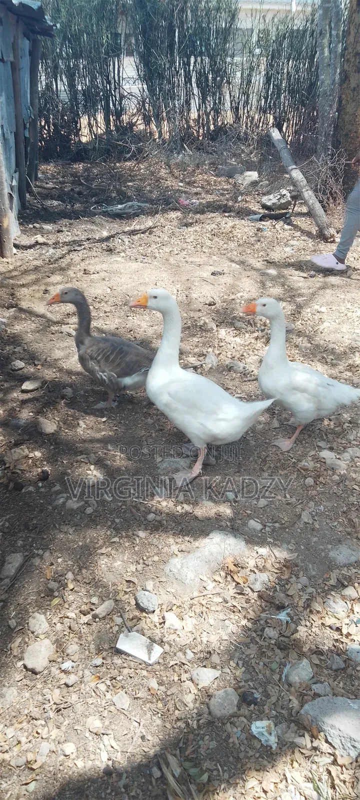 Home Geese