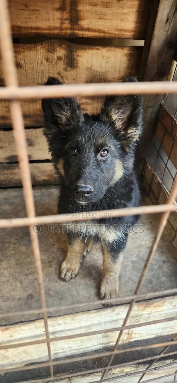 1-3 months Male Purebred German Shepherd