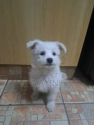 1-3 months Female Mixed Breed Maltese