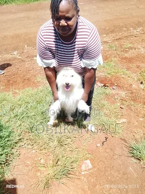 1+ year Male Mixed Breed Maltese