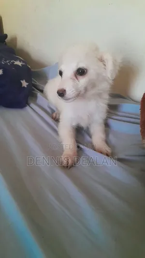 3-6 months Female Purebred Japanese Spitz
