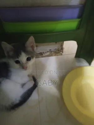 1-3 months Male Mixed Breed Tabby