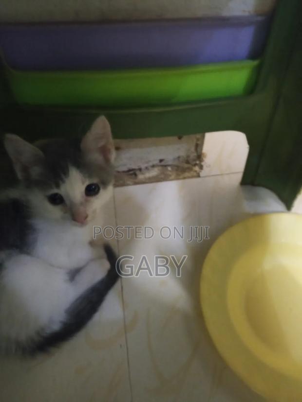 1-3 months Male Mixed Breed Tabby