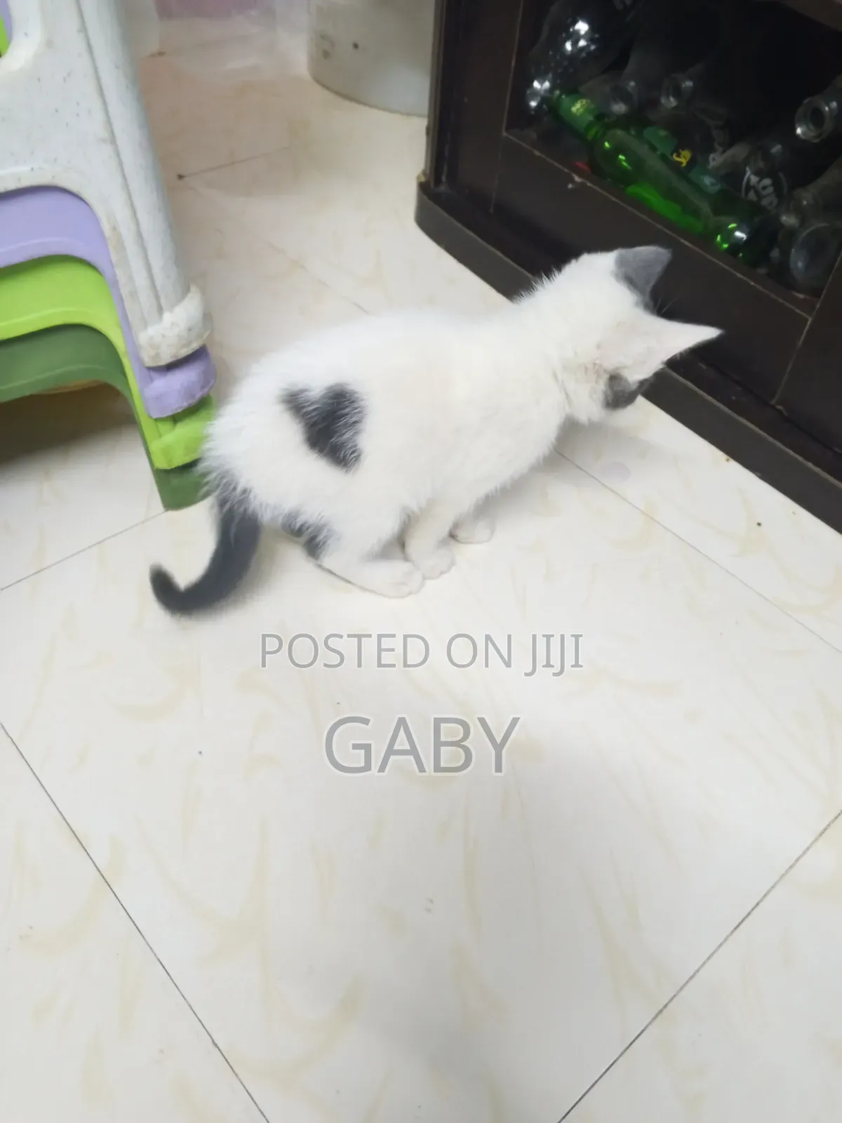 1-3 months Female Mixed Breed Tabby
