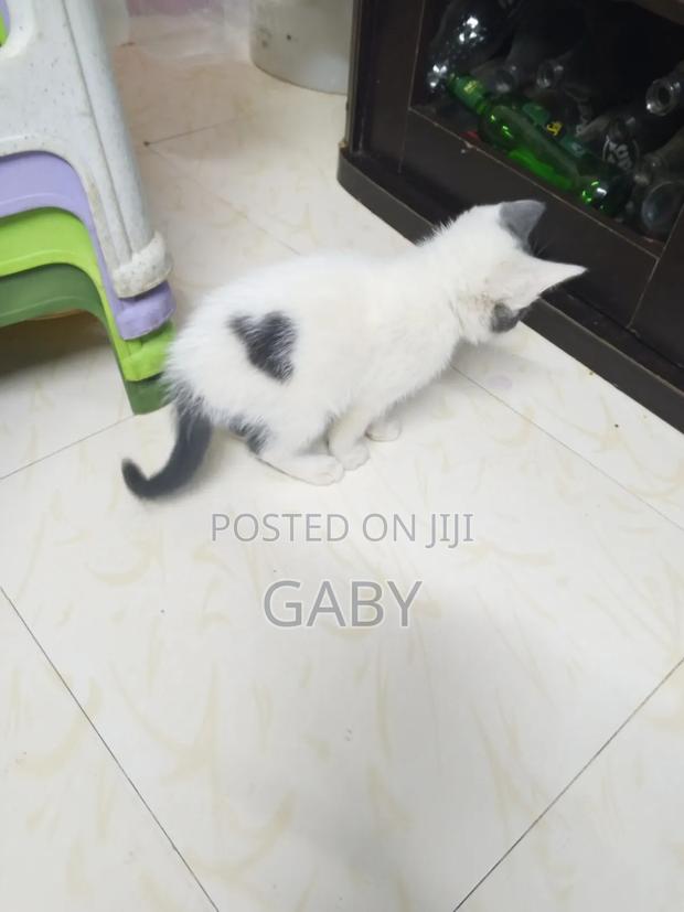1-3 months Female Mixed Breed Tabby