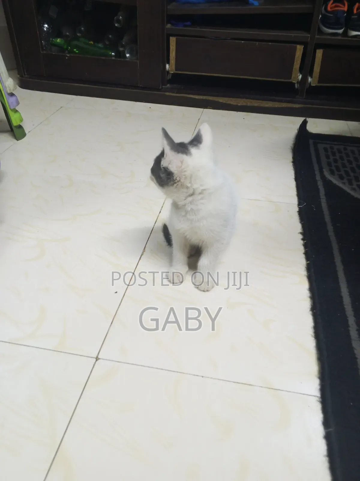 1-3 months Female Mixed Breed Tabby