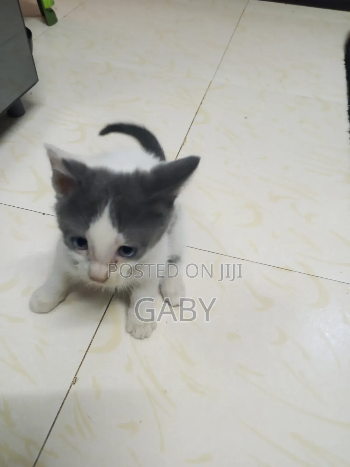 1-3 months Female Mixed Breed Tabby
