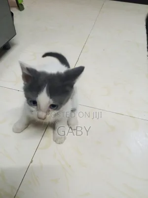 1-3 months Female Mixed Breed Tabby