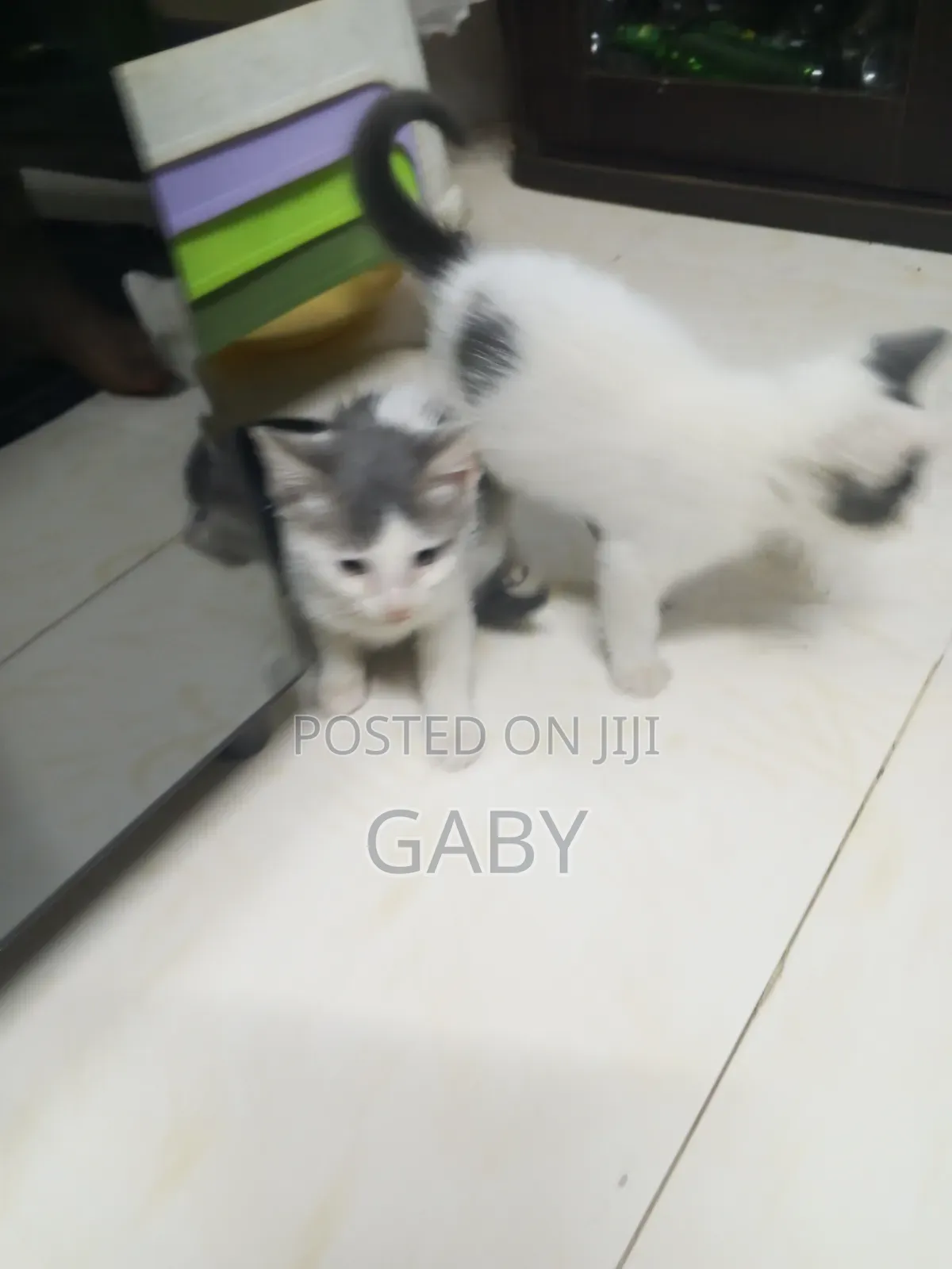 1-3 months Female Mixed Breed Tabby