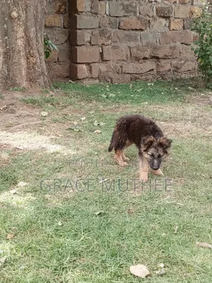 3-6 months Male Purebred German Shepherd