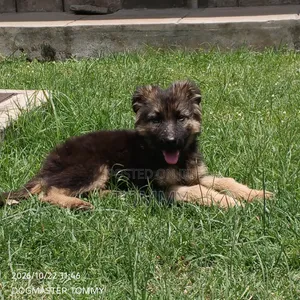 1-3 months Female Purebred German Shepherd