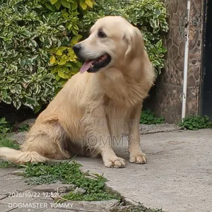 1+ year Male Purebred Golden Retriever