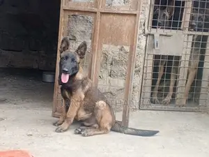 3-6 months Male Purebred Belgian Malinois