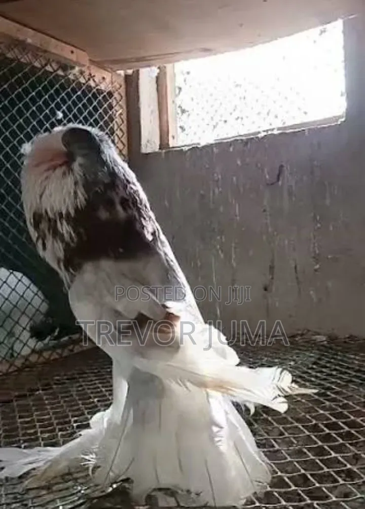 Fancy Pigeons