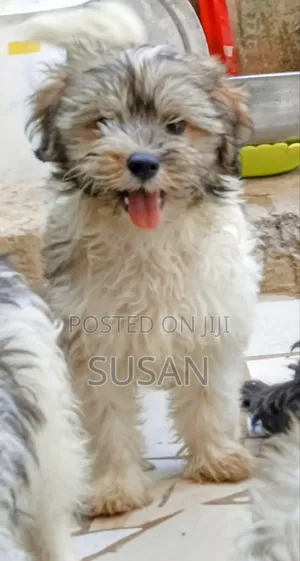 1-3 months Male Purebred Maltese