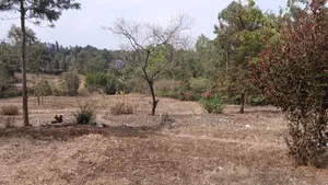 50ft by 100ft Plots for Sale in O/Rongai Nkoroi Kamura Oloika Road