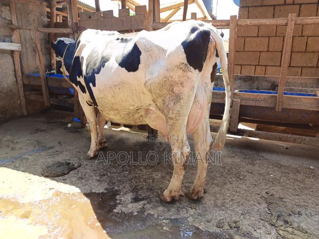 Cows on Sale