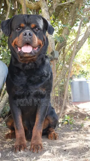 6-12 months Male Purebred Rottweiler