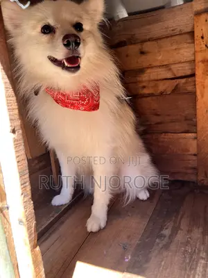 1+ year Male Purebred Japanese Spitz