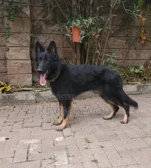 1+ year Male Purebred German Shepherd