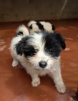 1-3 months Female Purebred Japanese Spitz