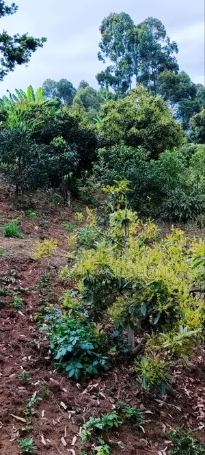 Prime Land for Sale