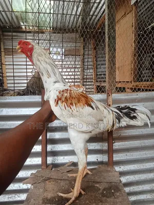 Fully Mature Cross India Kuchi