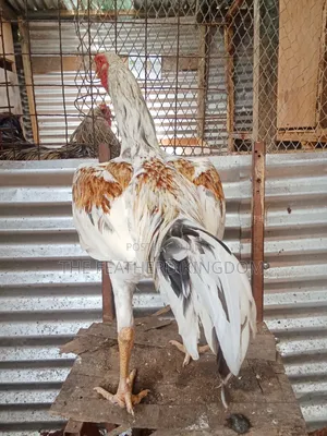 Fully Mature Cross India Kuchi