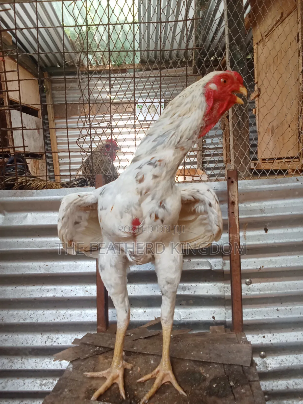 Fully Mature Cross India Kuchi